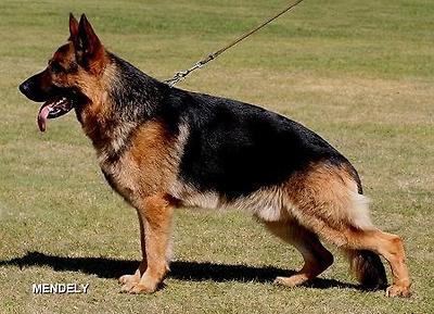 VORZ&Uuml;GLICH Ghandi vom Baronenwald