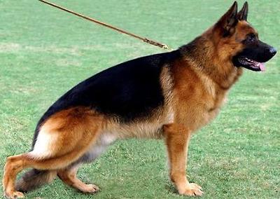 V1 Djenges Khan von Santes Home