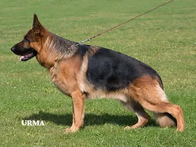 V23 Digger vom Elzm&uuml;ndungsraum