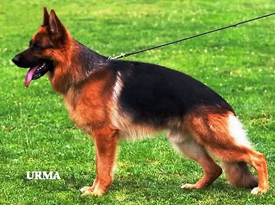 SG1 Wilson von der Schnuckenweide