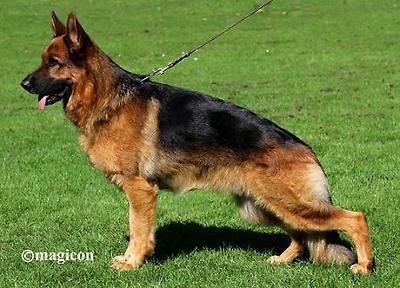 BSZS 2006 JKR SG 12 Xenon vom Quartier Latin