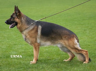 V1, SG3 JKL BSZS´06 Yerom von Haus Salihin