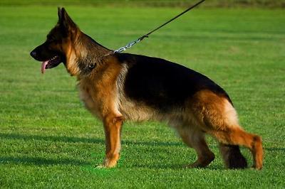 SG 36 JHKL. BSZS 06 Shirkan vom Schloß R&uuml;gland