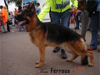 V Rombo vom Silberhals