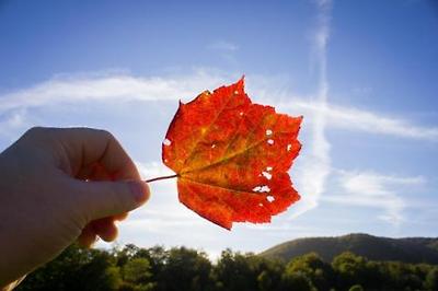 남성들이 가장 외로움을 많이 타는 계절이 가을이다. ⓒ Morguefile license