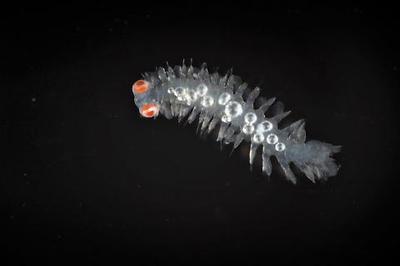 갯지렁이의 부유성 유생 ⓒ 김웅서