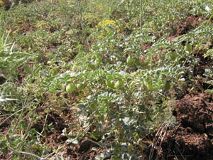 후무스밭.jpg 후무스밭.jpg