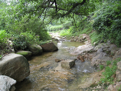서울시 부암동 백사실 계곡,청정무구 서울의 생태보고, 도롱뇽#8231산개구리 사는 도심 속 비밀정원 '백사실 계곡',