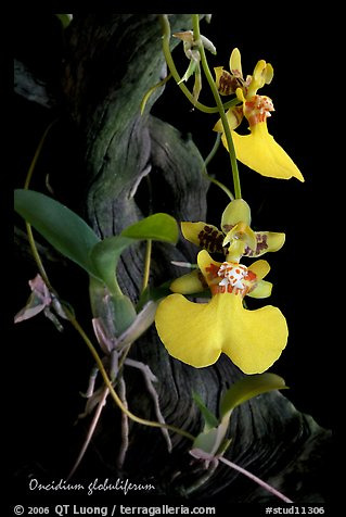 Onc　　　idium globuliferum. A species orchid
