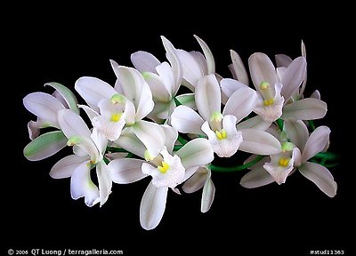 Cymbidium Music Box Dancer. A hybrid orchid