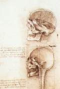 Studies of human skull1489Pen, ink and black chalk on paper, 188 x 134 mmRoyal Library, Windsor