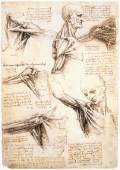 Anatomical studies of the shoulder1510-11Black chalk, pen and ink on paper, 289 x 199 mmRoyal Library, Windsor