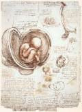 Studies of embryos1509-14Black and red chalk, pen and ink wash on paper, 305 x 220 mmRoyal Library, Windsor