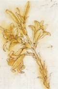 Lily (detail)1480-85Pe and ink, black chalk on paper, 314 x 177 mmRoyal Library, Windsor