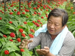 풍기인삼공사 김정환 대표가 자신의 인삼포에서 탐스럽게 핀 인삼꽃을 살펴보고 있다.