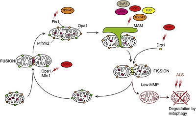 Fig. 4