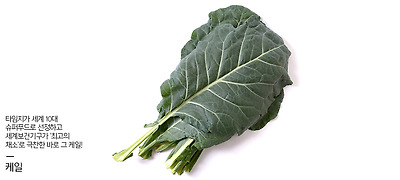 케일에 대한 이미지 검색결과