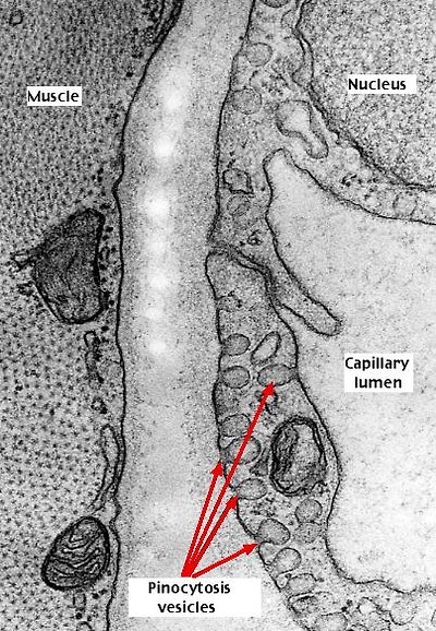 2: Iron absorption and recycle in human body