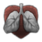 Trait pneumonic.png