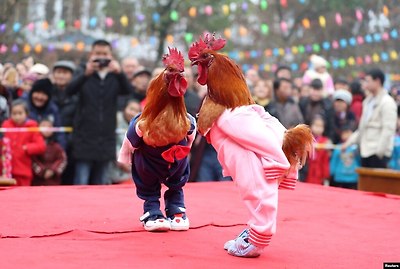 중국&nbsp;쓰촨성 광안에서 열린 닭 미인 대회에서 한껏 꾸민 닭들을 무대 위에 서 있다.&nbsp;