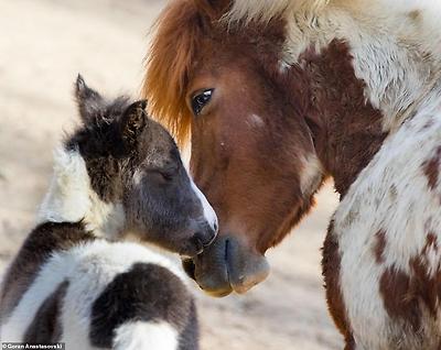 Mr Anastasovski posts many of his stunning pictures on his website and Instagram page