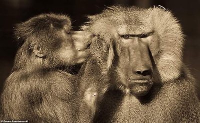 Mr Anastasovksi added: 'I aim to capture animals' ability to care and express love.' Pictured are a pair of baboons