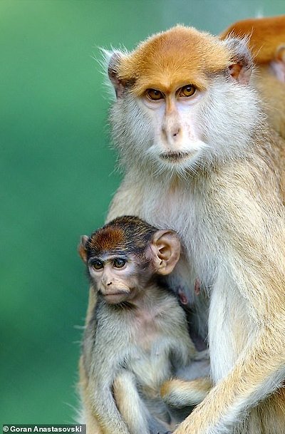 Patas monkeys