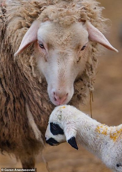 A sheep appears to tenderly place a kiss on top of a baby lamb