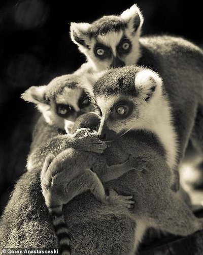 A small lemur is embraced by a larger lemur