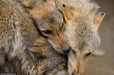 Skopje Zoo is home to 500 animals representing 85 species, including these wolves