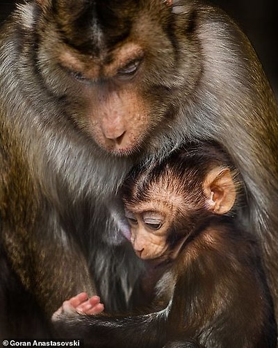 A monkey holds its young close