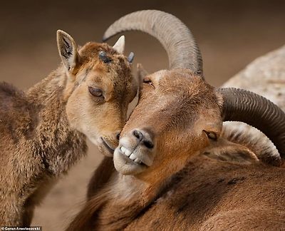 Mr&nbsp;Anastasovski is a frequent visitor to Skopje Zoo and enjoys taking pictures of animals embracing each other, such as these Barbary sheep