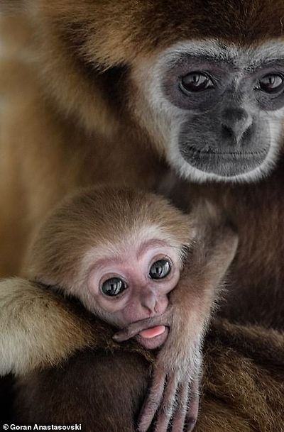 A pair of gibbons in Skopje Zoo