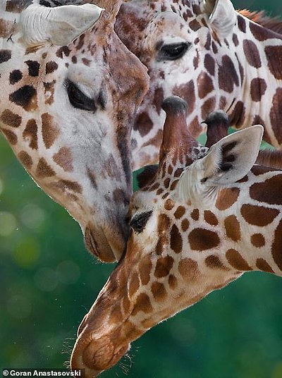 A group of giraffes huddle together