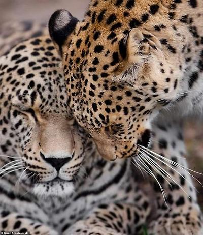 They look cute here, but Mr Anastasovksi said these leopards are easily capable of eating him for dinner