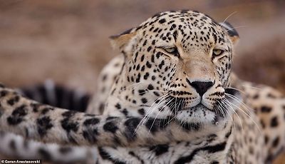 Purr-fect: This leopard looks entirely content with the world