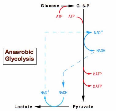 glycolysis and lactate에 대한 이미지 검색결과