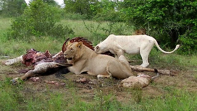 lion cowì ëí ì´ë¯¸ì§ ê²ìê²°ê³¼