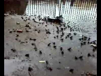 rain frogs에 대한 이미지 검색결과