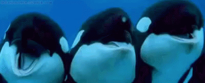 15de3481221d3d7.gif 물개와 물범의 차이.jpgif