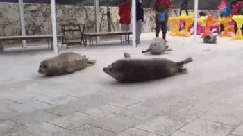 15de320390714a99a (1).gif 물개와 물범의 차이.jpgif