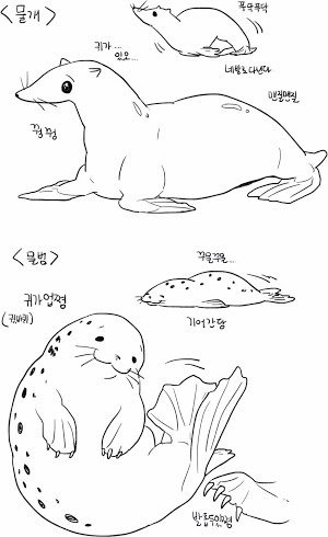 15de31fb81814a99a.jpg 물개와 물범의 차이.jpgif