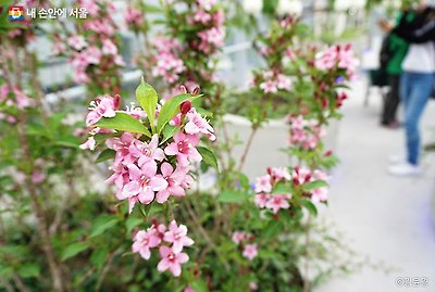 꽃을 활짝 피워 맞이한다. ⓒ김윤경