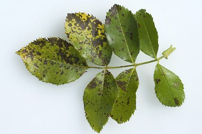 장미 잎에 검은 반점