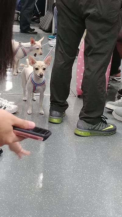 ì „ì²  ê°•ì•„ì§€ì— ëŒ€í•œ ì´ë¯¸ì§€ ê²€ìƒ‰ê²°ê³¼