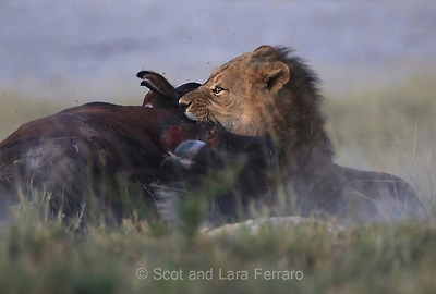 lion cowì ëí ì´ë¯¸ì§ ê²ìê²°ê³¼