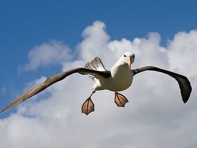 albatross에 대한 이미지 검색결과