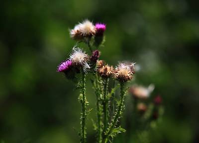 IMG_1507.JPG