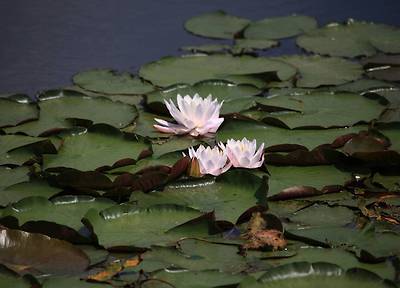 IMG_1535.JPG