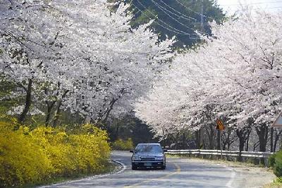 담양군 추월산 벚꽃축제 '눈부셔' - 의회신문